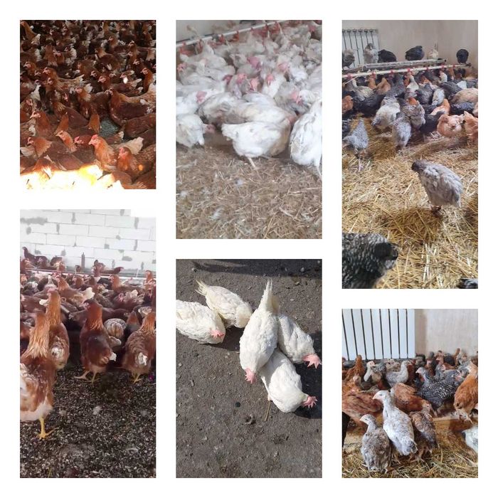 Продам кури несушки! Доставка безкоштовна. Софіївка!