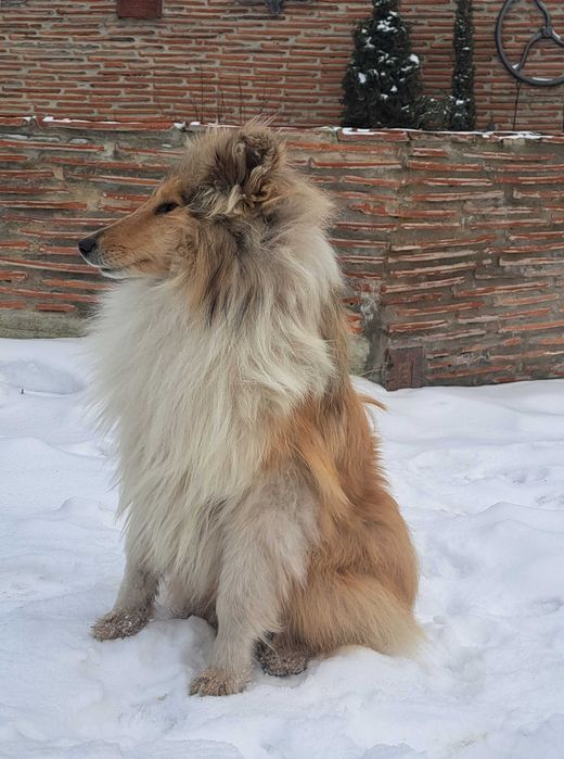 Класичний  довгошерстний  КОЛІ