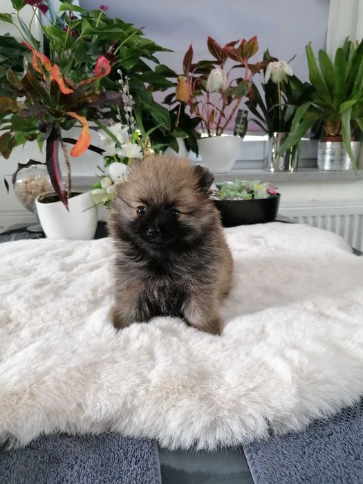 Szpic Miniaturowy z RODOWODEM VIP