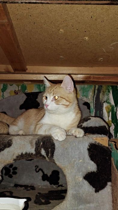 Отдам рыже-белого котенка, кастрирован, мальчик, 6 месяцев