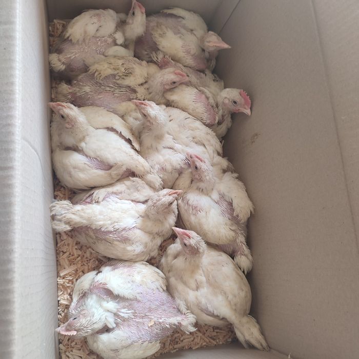 Яйце на інкубацію бройлер росс 308 і 708 Угорщина