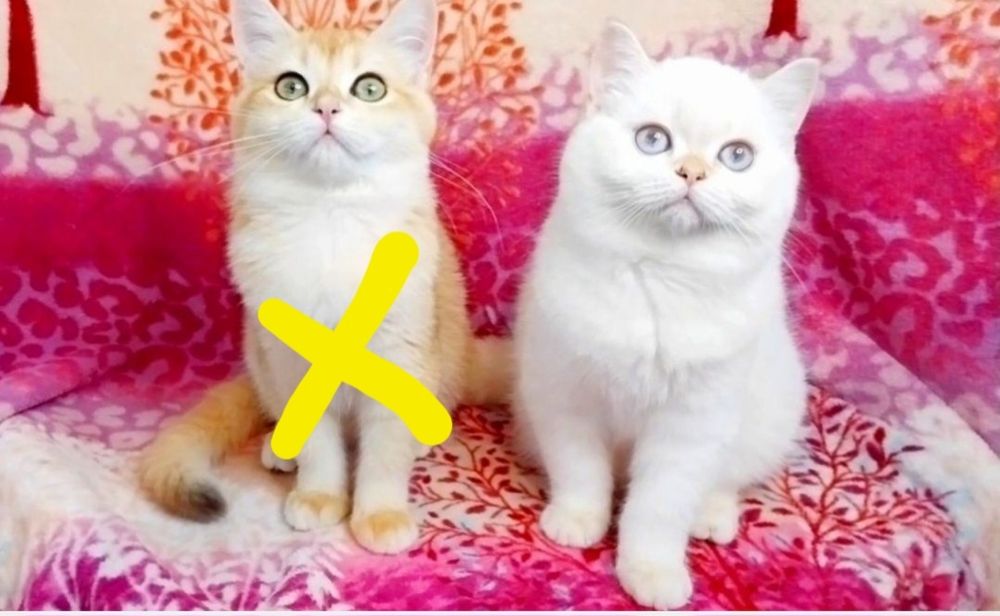 Золоті шиншили дівчатка плюшеві ведмежатка