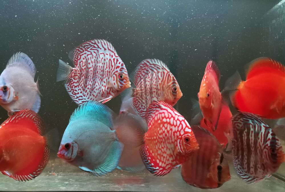 Paletki dyskowce - hodowla