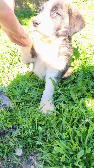 Rafeiro Alentejano Macho