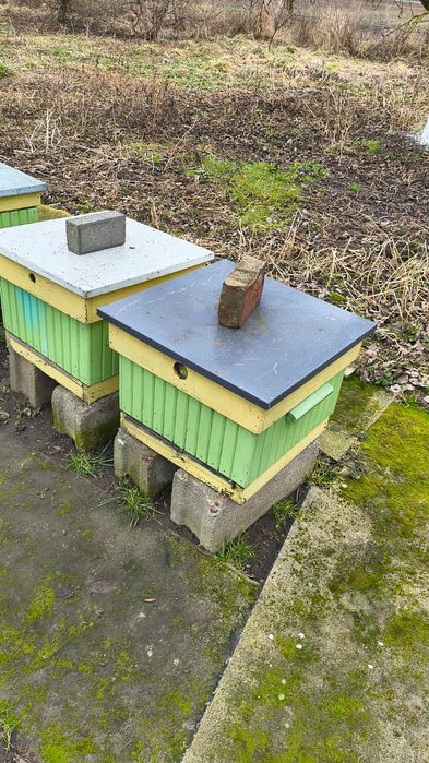 Ule wielkopolskie  z rodzinami   ( KRAINKA  )