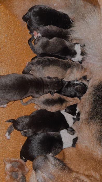 Cachorrinhos para adoção responsável