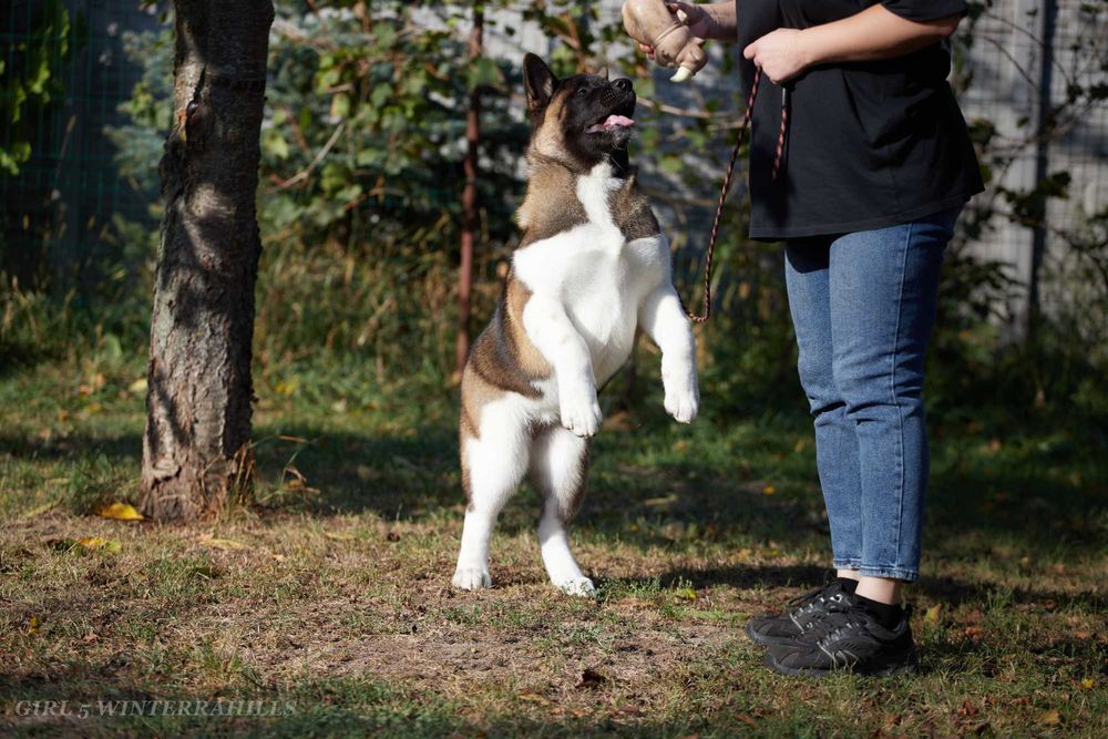 Обирай найкраще! Американська Акіта