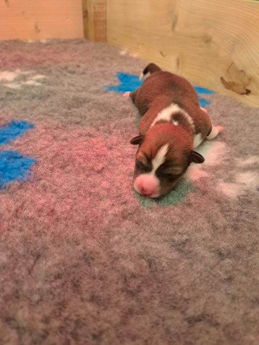 Basenji szczenię rudo-białe