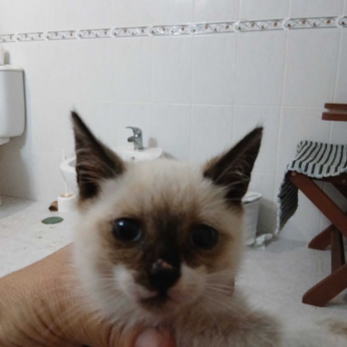 Gatinhos para adoção responsável