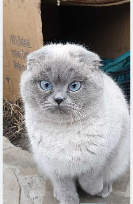 Кошенята  шотландские чистокровные (вислоухой породы)