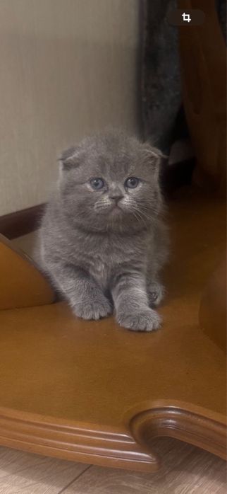 Шотландские  котята