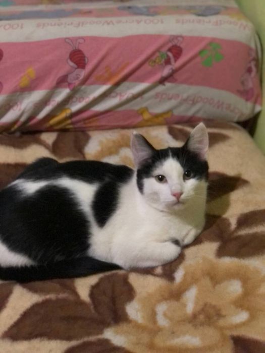 Котик в добрые руки бесплатно