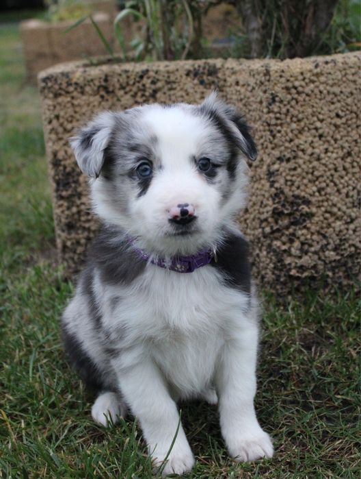 ZAREZERWOWANA!!!GOTOWE DO ODBIORU Border collie suczka blue merle
