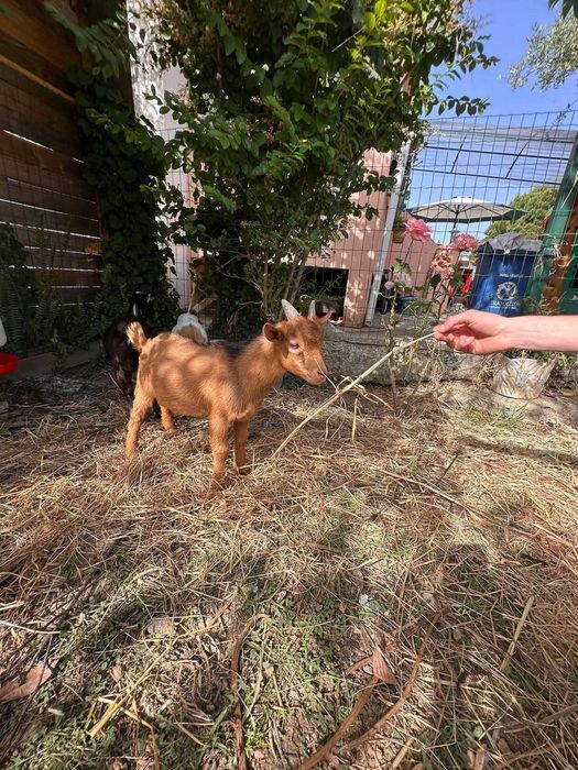 Cabras anãs 7 meses