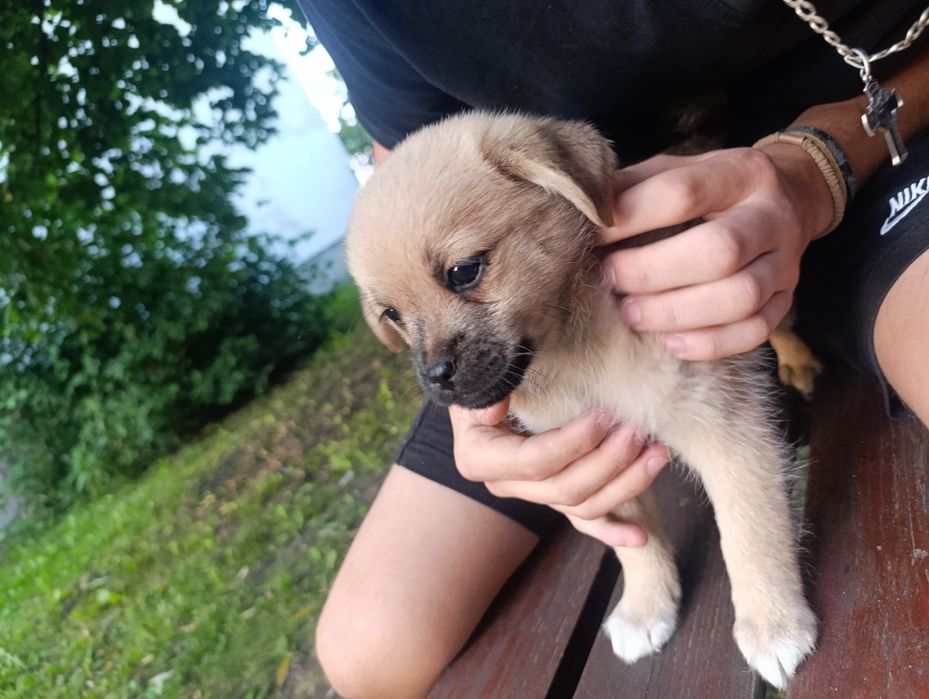Oddam 2 pieski bardzo śliczne