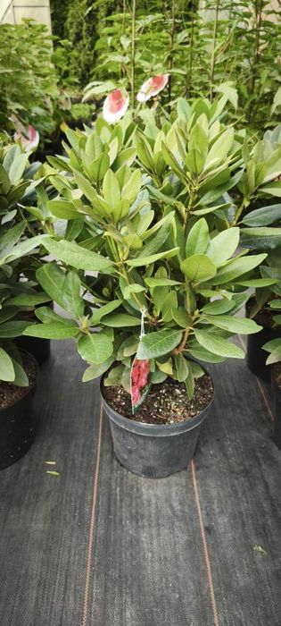 Rhododendron Różanecznik