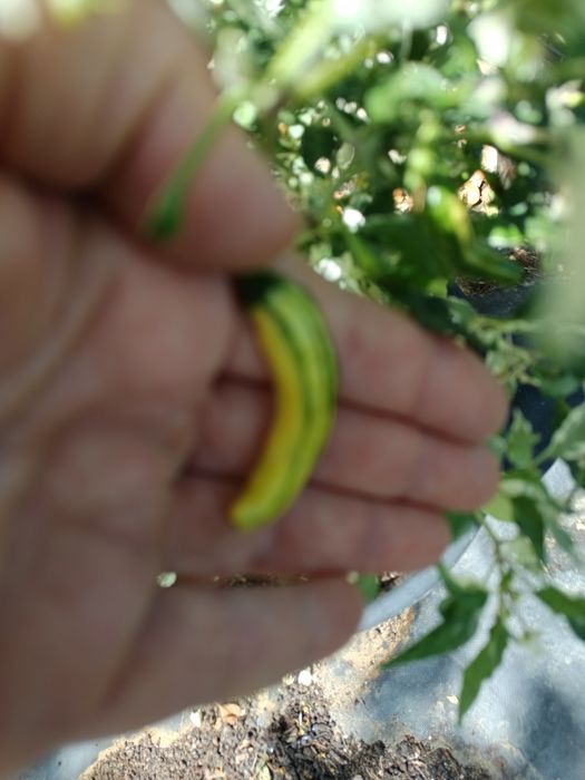 Plantas de Malaguetas raras