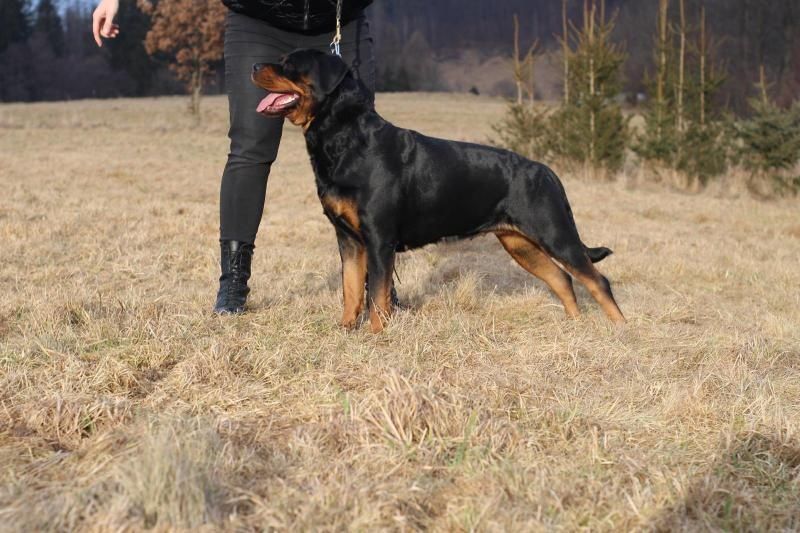 Rottweiler szczenię