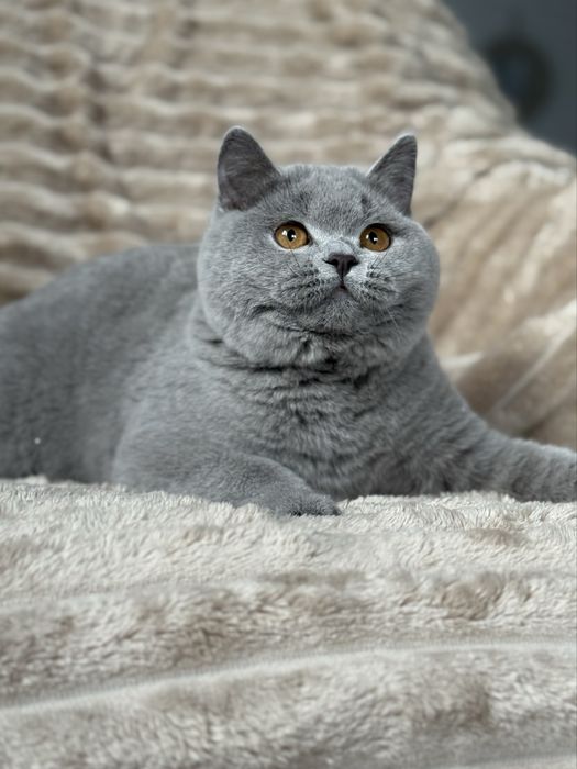 Koty brytyjskie,rodowod WCF