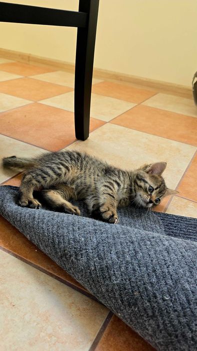 Котенята шукають дім