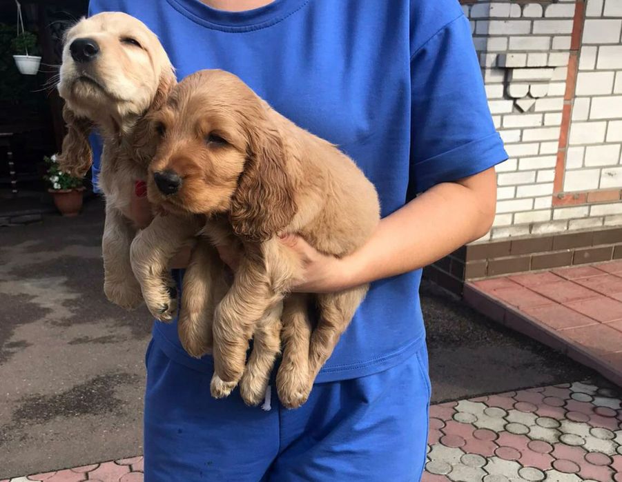 Продам цуценят Спаніельчиків Кокерів