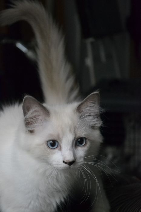 Ragdol kotka BELLA