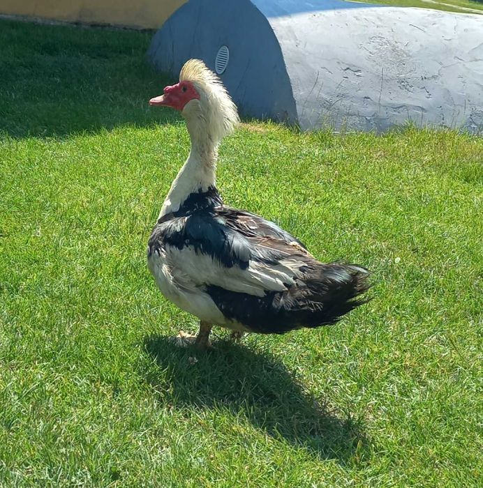 Kaczor kaczka francuska