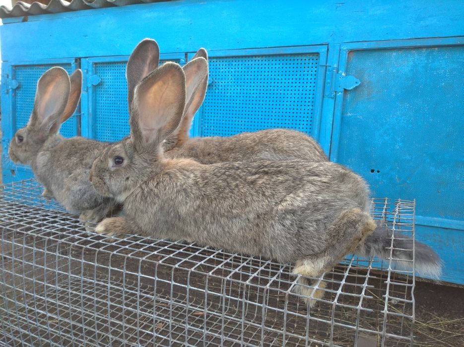 Продам кролів породи фландр бельгійський велетень