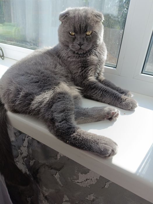 Шотландський весловухий кіт