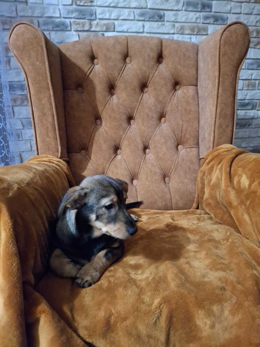 Szczeniak - suczka - radosna, energiczna i zdrowa oddam za darmo