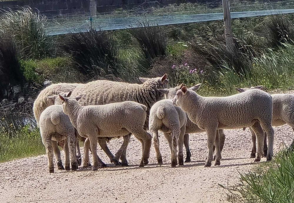 Borregos Charoleses Machos