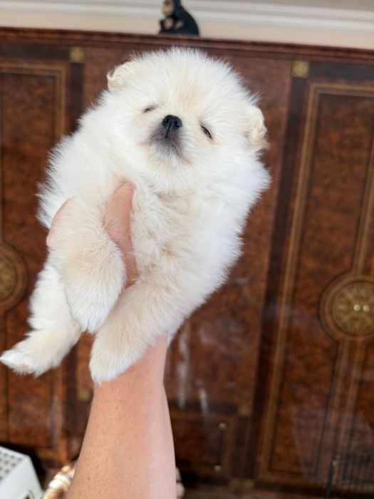 Померанський Шпіц