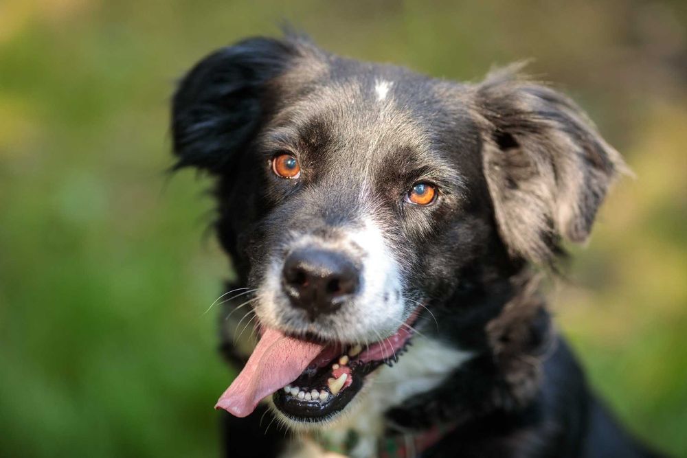 Piękna Milka szuka domu