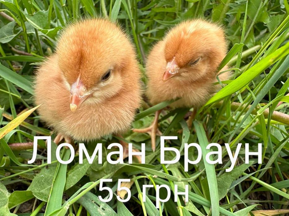 Суточні Курчата Циплята Несушка Ломан Браун Сенді Півні Півники Петухи