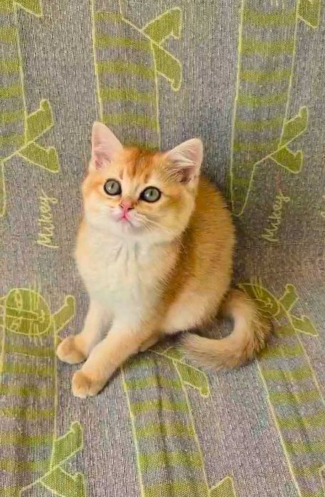 Шотландские котята (ЗОЛОТАЯ ШИНШИЛЛА)