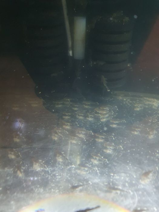 Zbrojnik niebieski glonojad