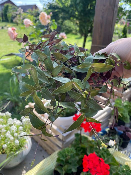 Традесканція  «Біла фата», вербейник в кашпо для тераси