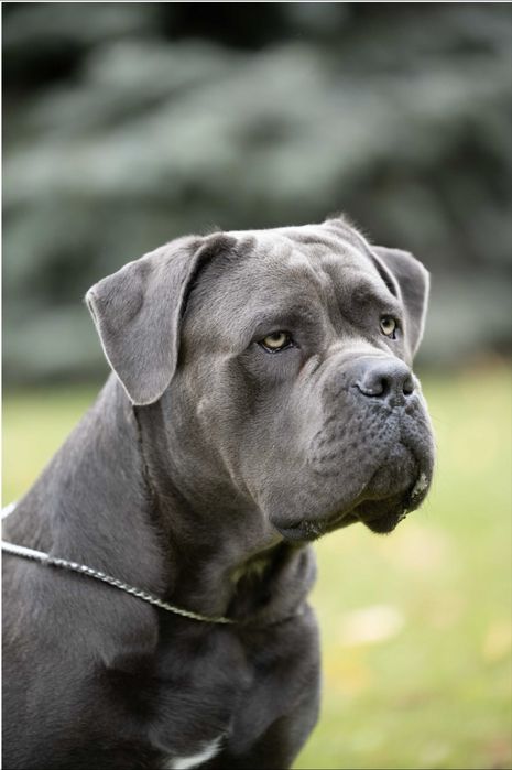 Продам алиментного щенка кане корсо мальчик серый