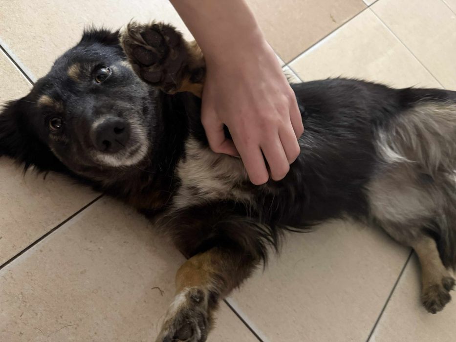 Oddam pieska (suczka)