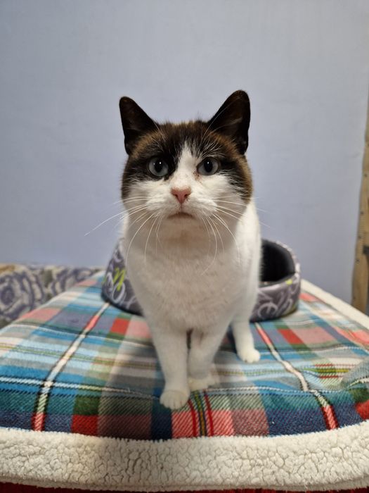 Kicia o pięknym umaszczeniu.