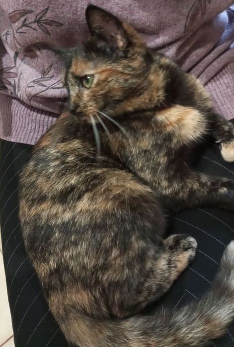 Кіця в добрі руки