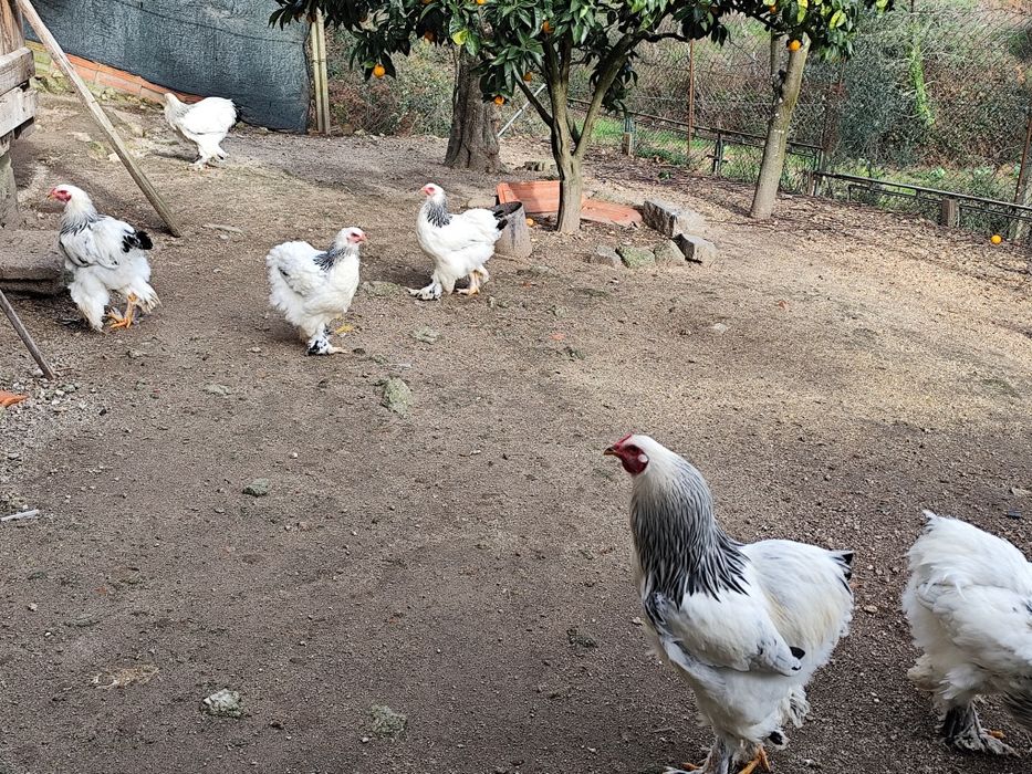 Casal galinhas Brahma light