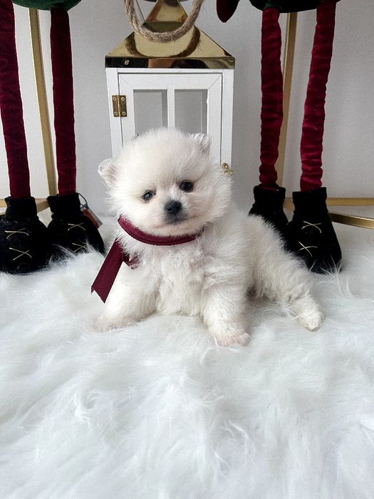 Померанські шпіци  ваш найкращий подарунок літа