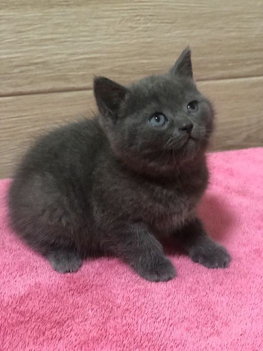 Британська дівчинка!