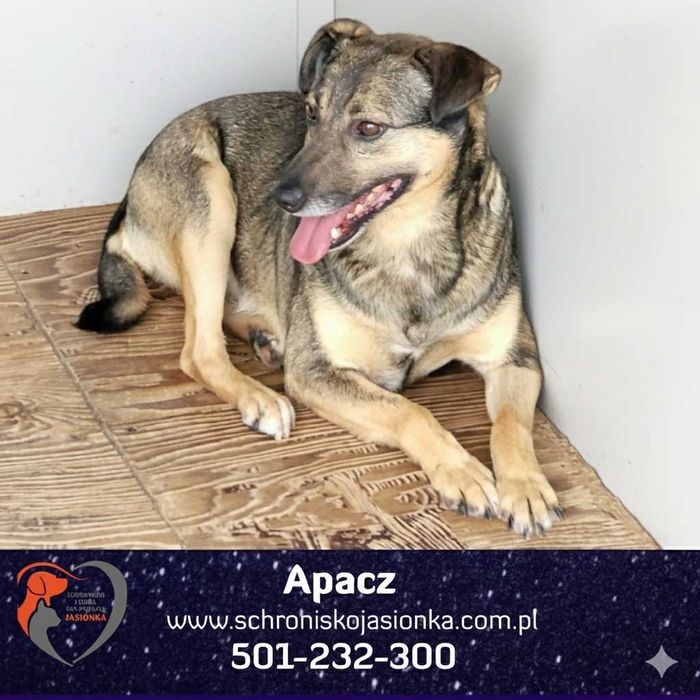 APACZ do adopcji Schronisko Jasionka