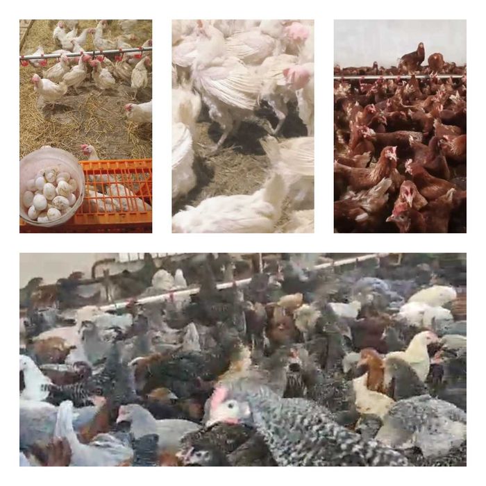 Продам кури несушки! Доставка безкоштовна. Гадяч!