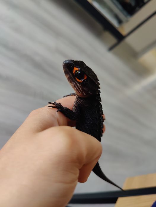 Scynk krokodylowy - Tribolonotus gracilis