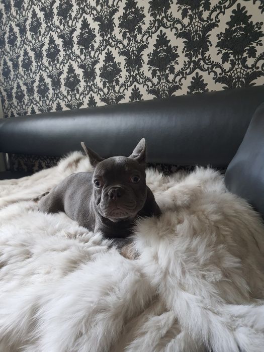 Очень породный малыш, редкий качественный окрас: голубой с подпалом