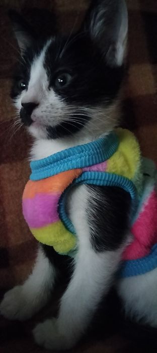 кошенята в пошуках мам!