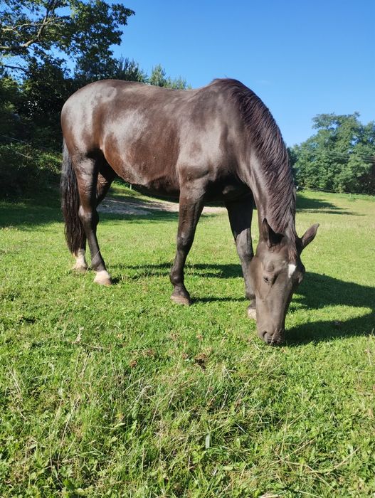 Klacz śląska sprzedam lub zamienię